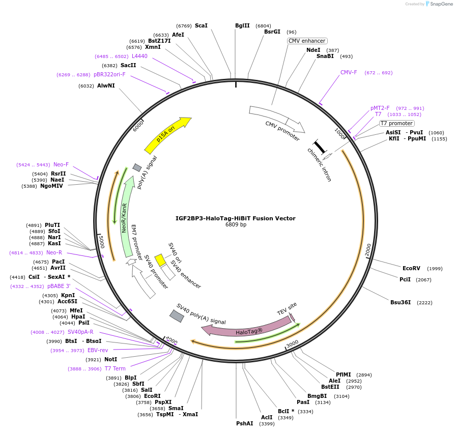 238631-plasmid-map-sequence-id-478492