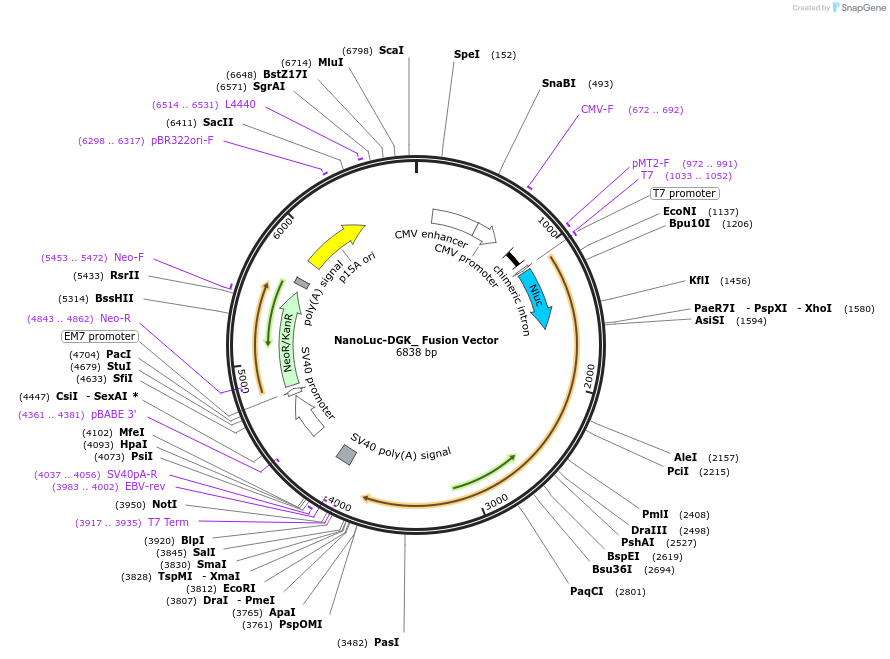 238851-plasmid-map-sequence-id-478493