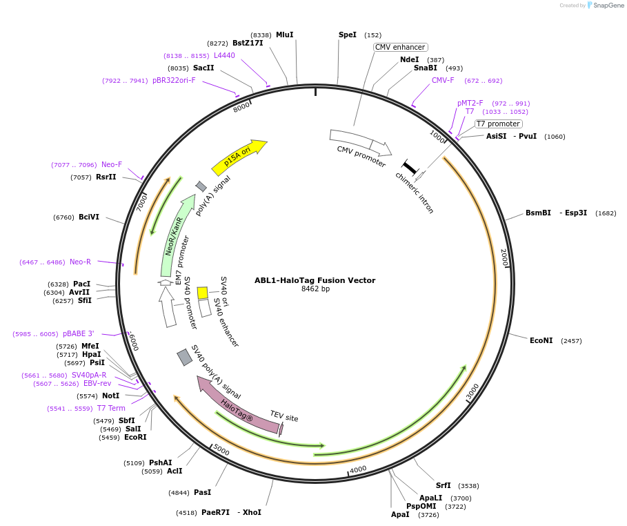 238634-plasmid-map-sequence-id-478494