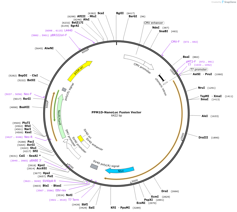238849-plasmid-map-sequence-id-478496