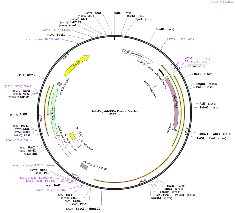 238637-plasmid-map-sequence-id-478497