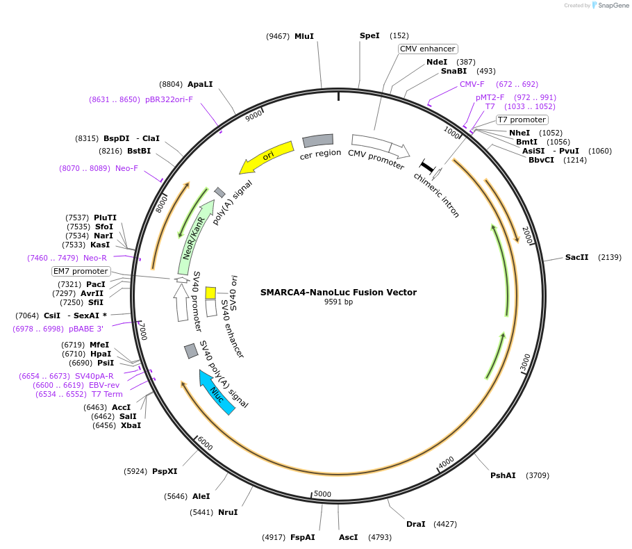238638-plasmid-map-sequence-id-478498