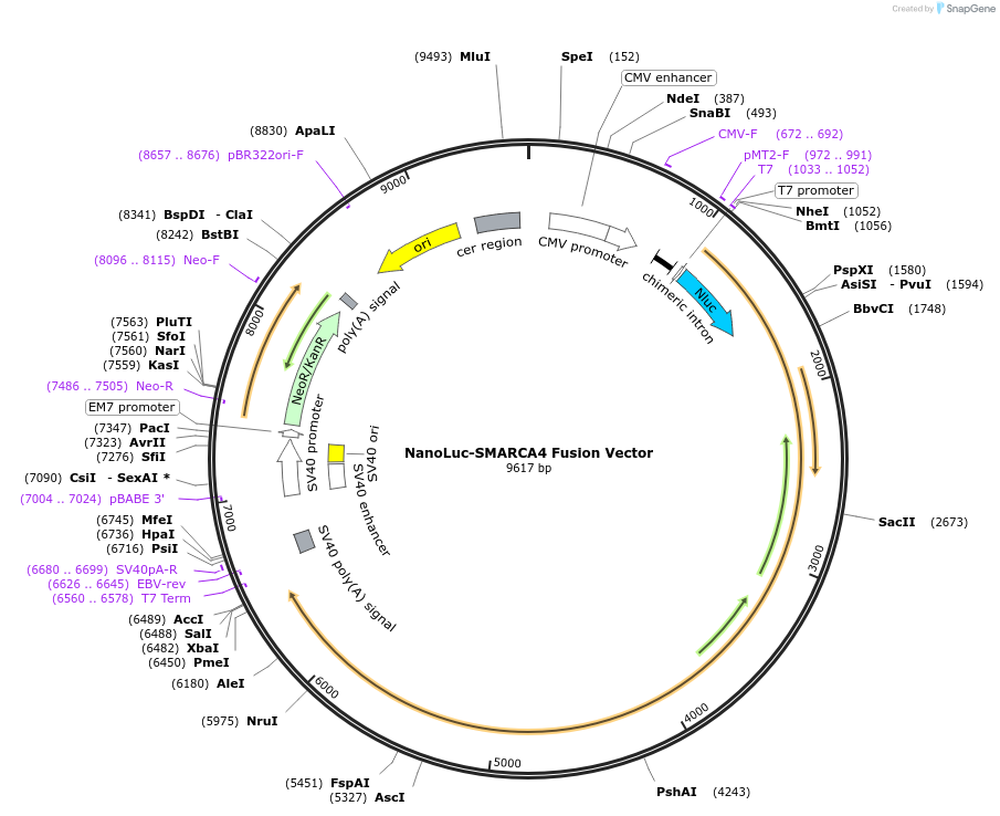 238639-plasmid-map-sequence-id-478499