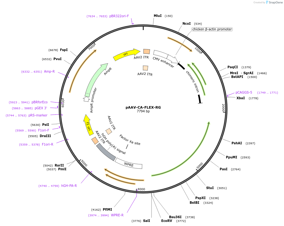 38043-plasmid-map-sequence-id-47850