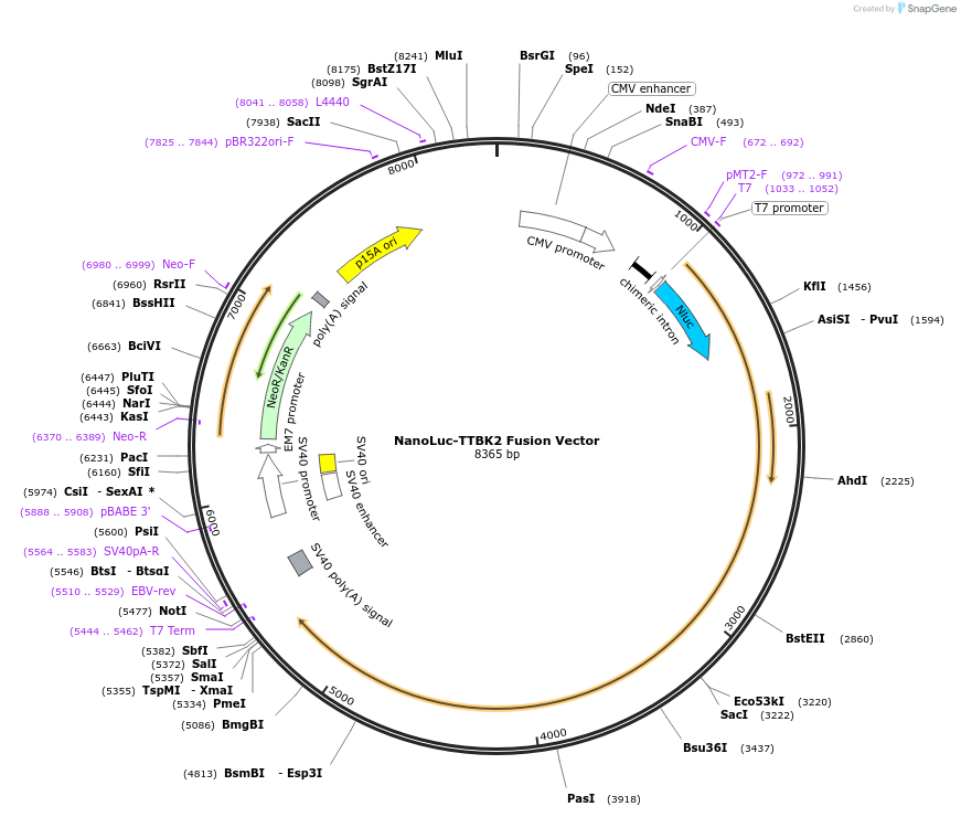 238854-plasmid-map-sequence-id-478500