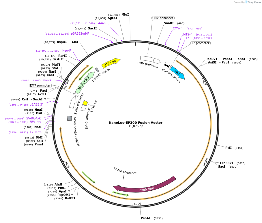238648-plasmid-map-sequence-id-478501