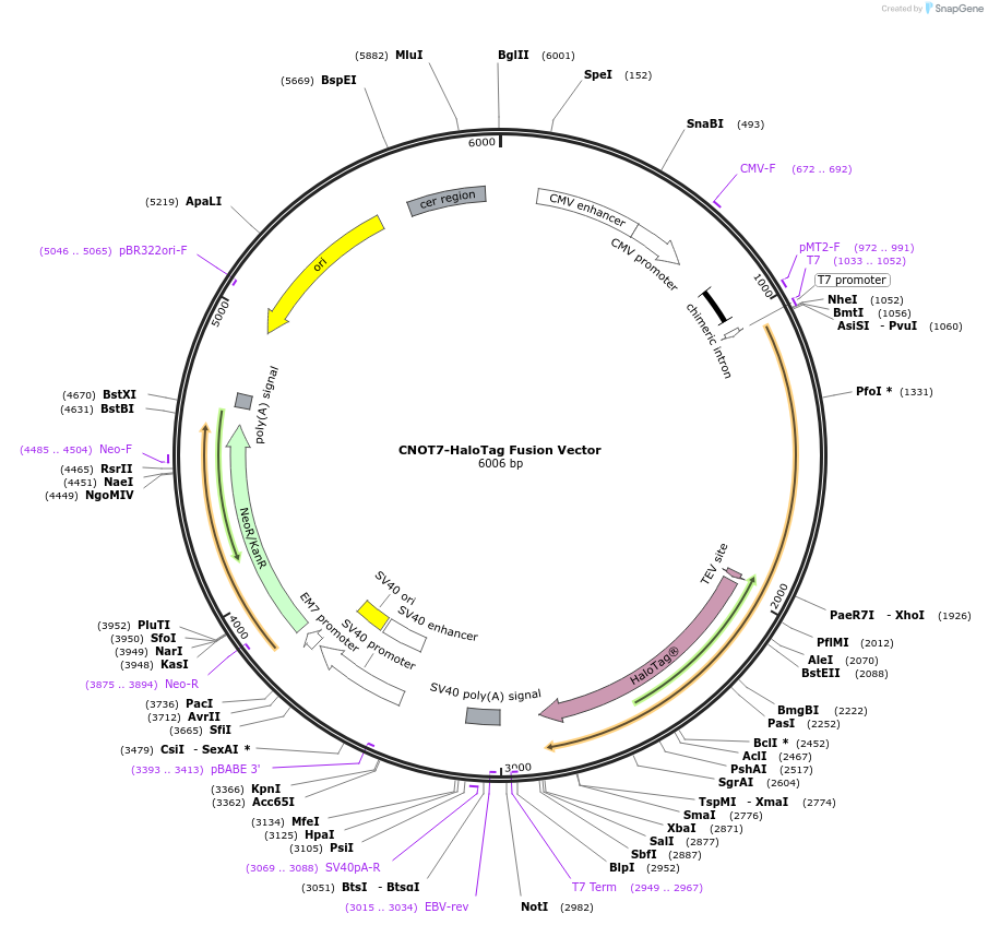 238644-plasmid-map-sequence-id-478502