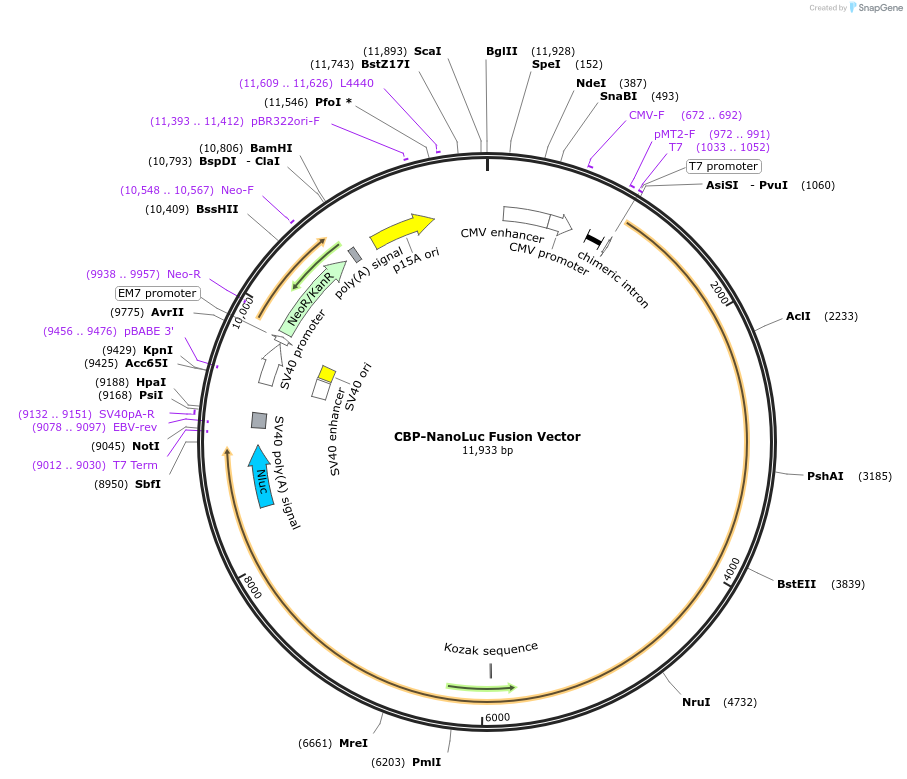 238647-plasmid-map-sequence-id-478503
