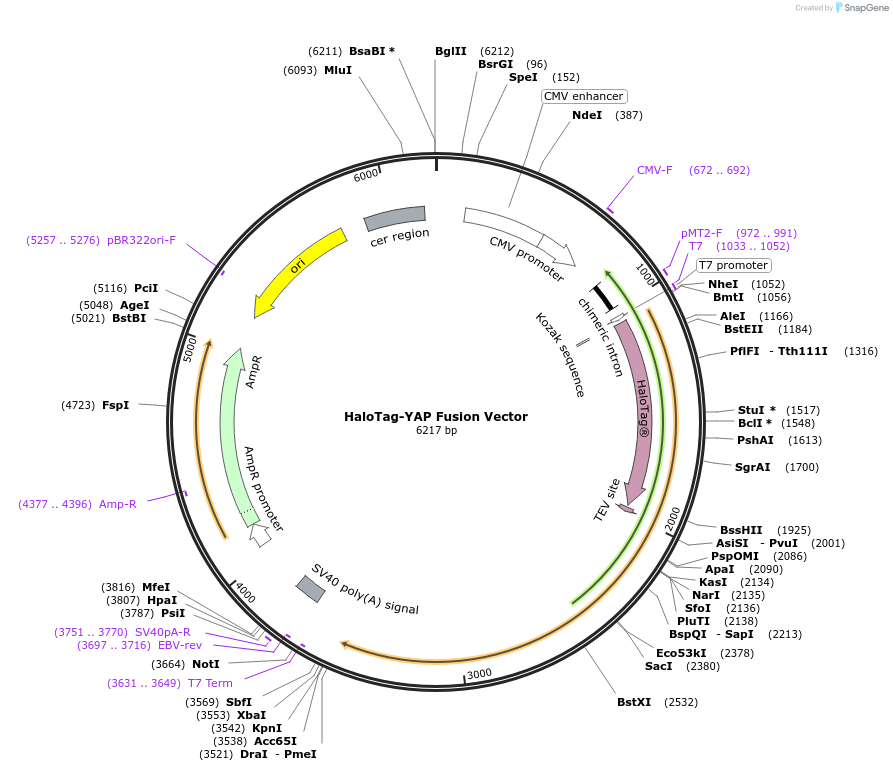 238643-plasmid-map-sequence-id-478504