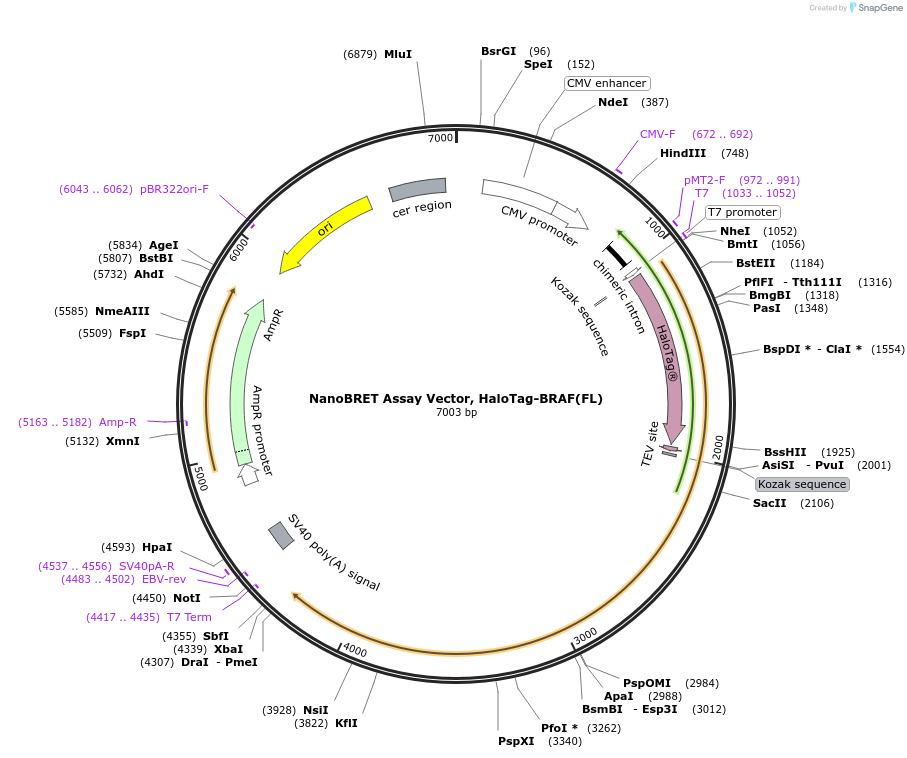 238573-plasmid-map-sequence-id-478506
