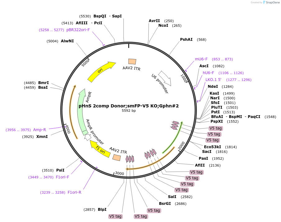 240308-plasmid-map-sequence-id-478515