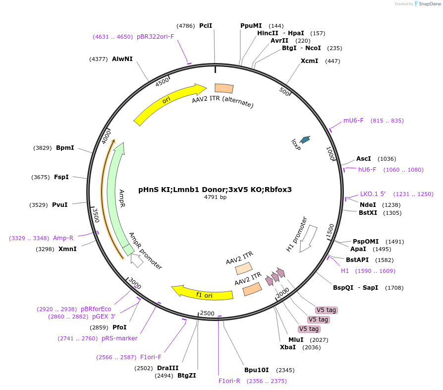 240299-plasmid-map-sequence-id-478518