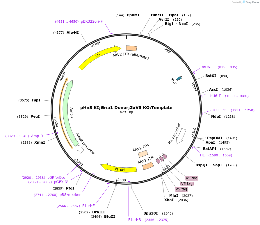 240293-plasmid-map-sequence-id-478520
