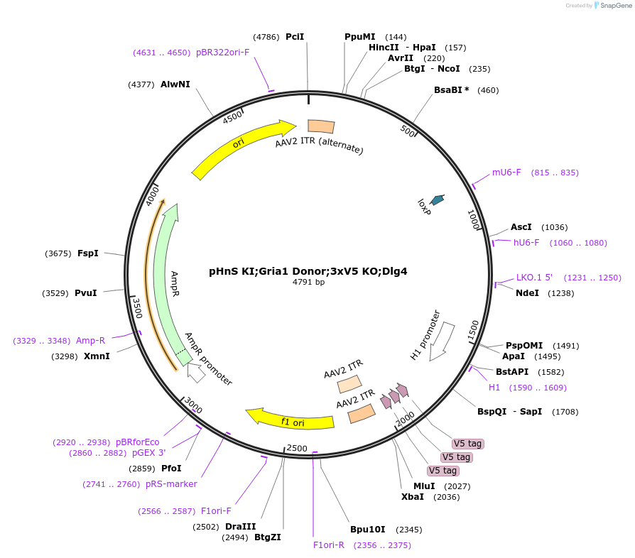 240294-plasmid-map-sequence-id-478522