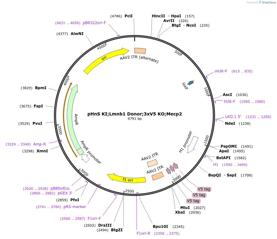 240298-plasmid-map-sequence-id-478524
