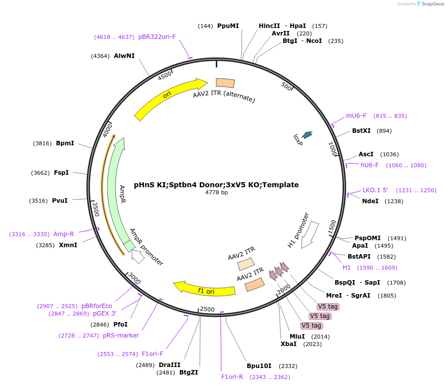 240295-plasmid-map-sequence-id-478525