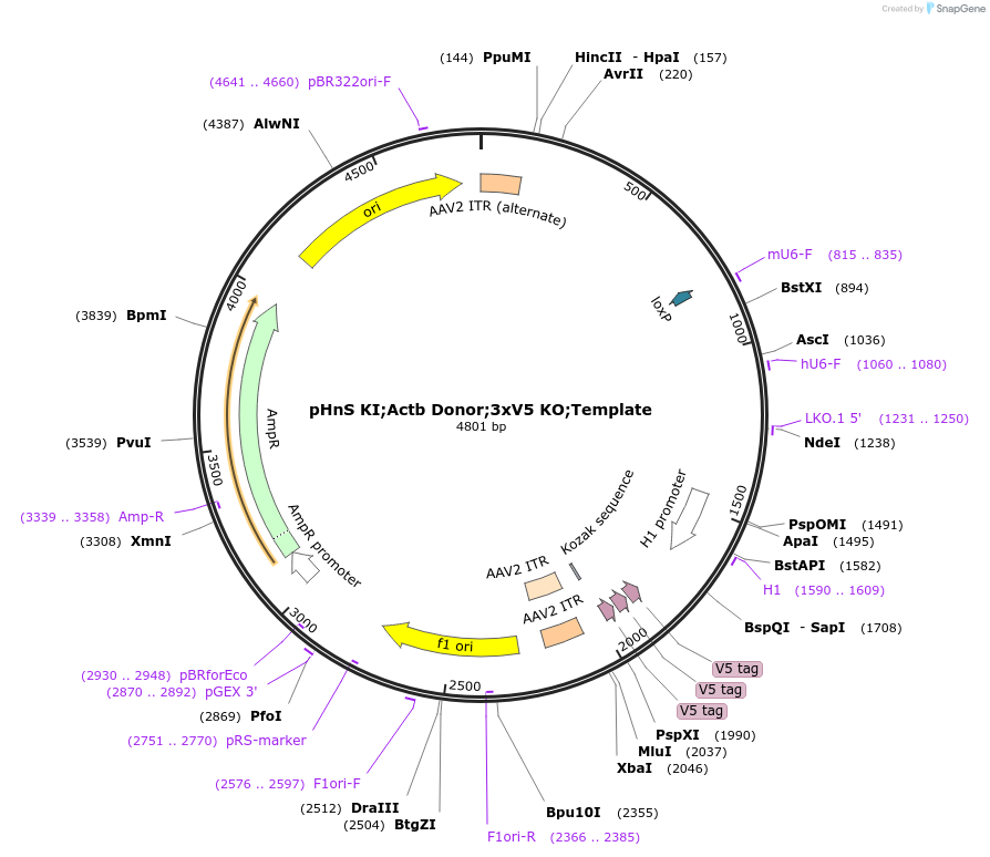 240291-plasmid-map-sequence-id-478526