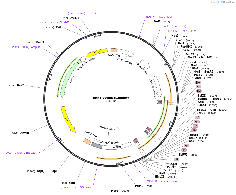 240302-plasmid-map-sequence-id-478528