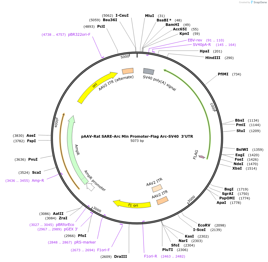 233057-plasmid-map-sequence-id-478575