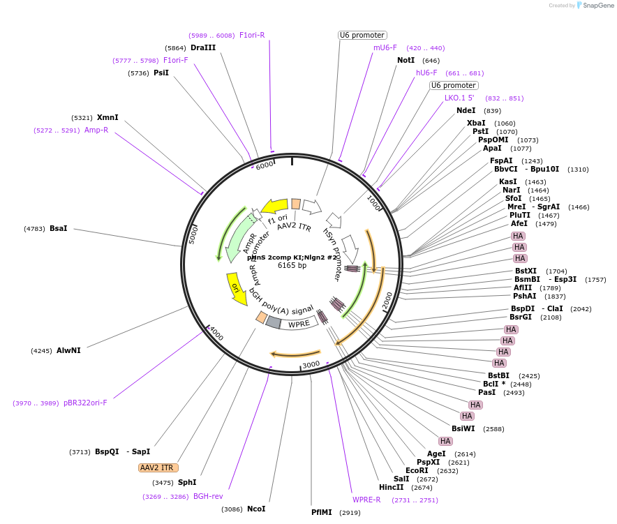 240303-plasmid-map-sequence-id-478576