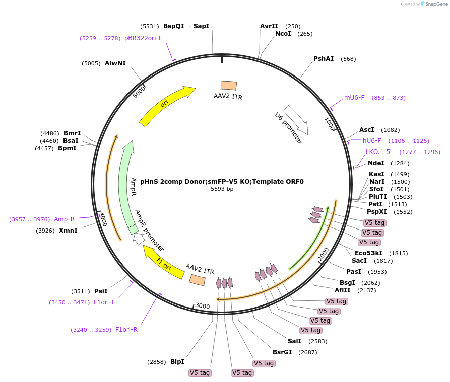 240304-plasmid-map-sequence-id-478578
