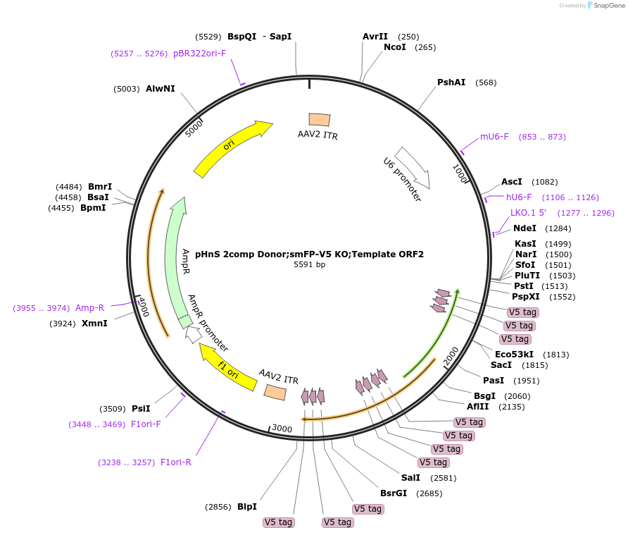 240306-plasmid-map-sequence-id-478580