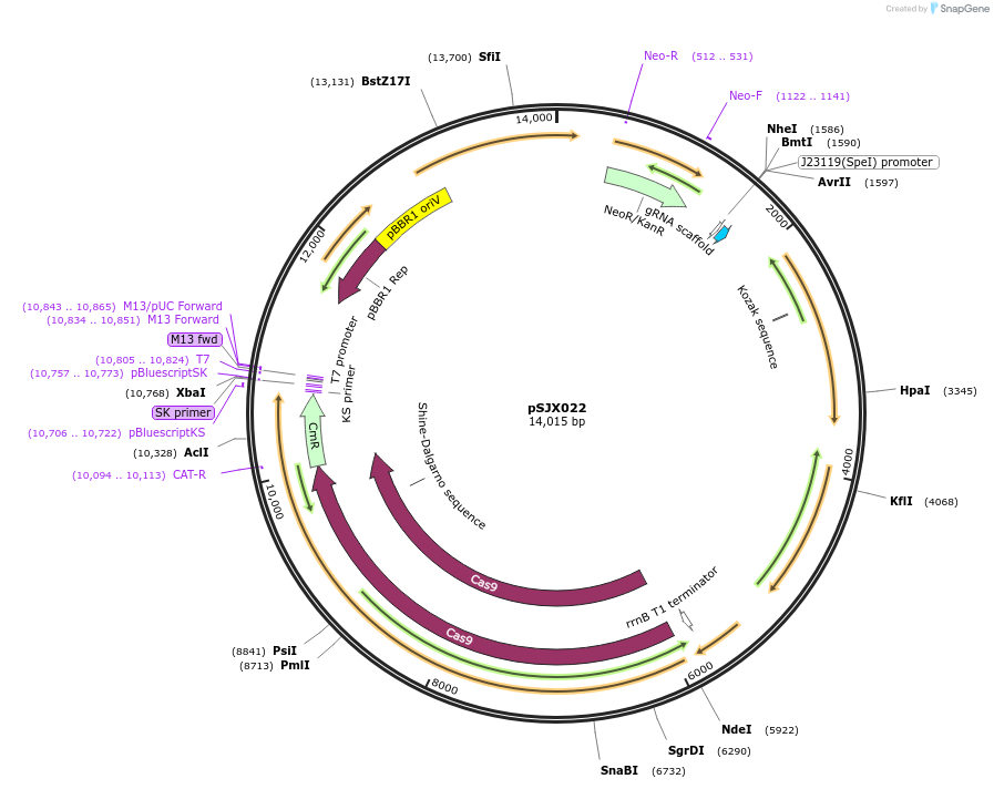 232325-plasmid-map-sequence-id-478586