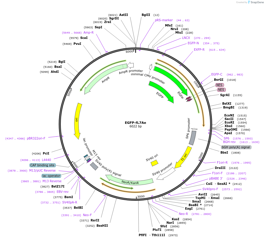 238909-plasmid-map-sequence-id-478590