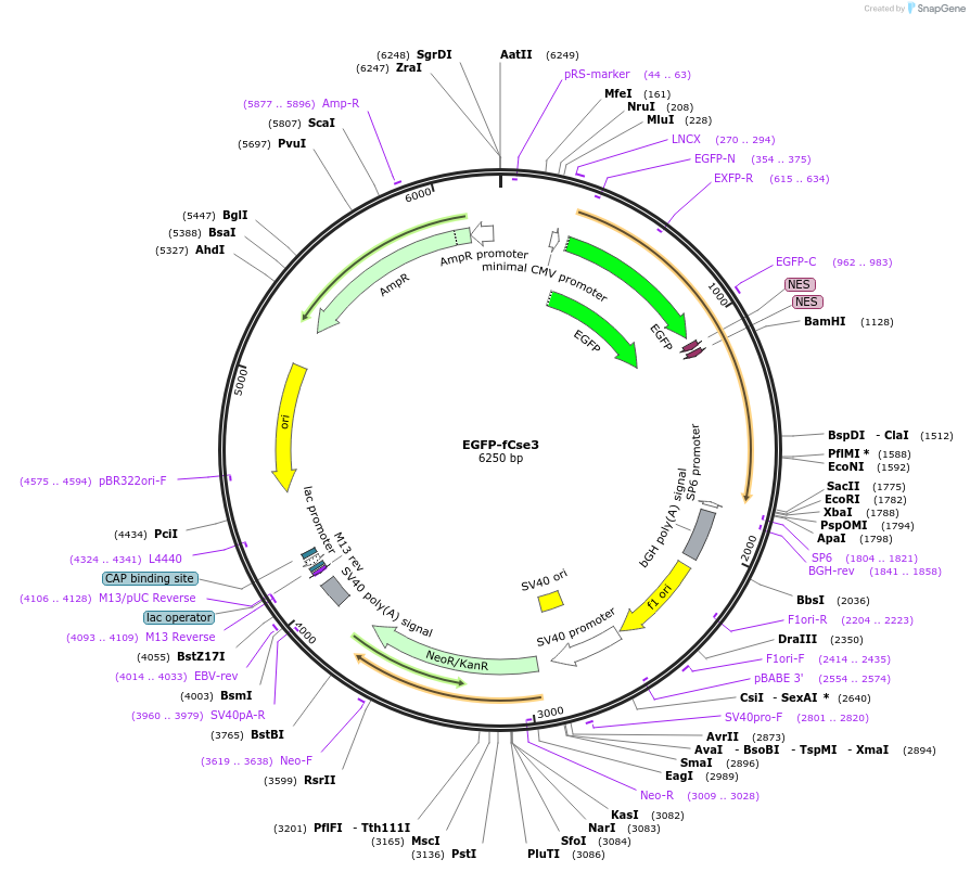 238910-plasmid-map-sequence-id-478592