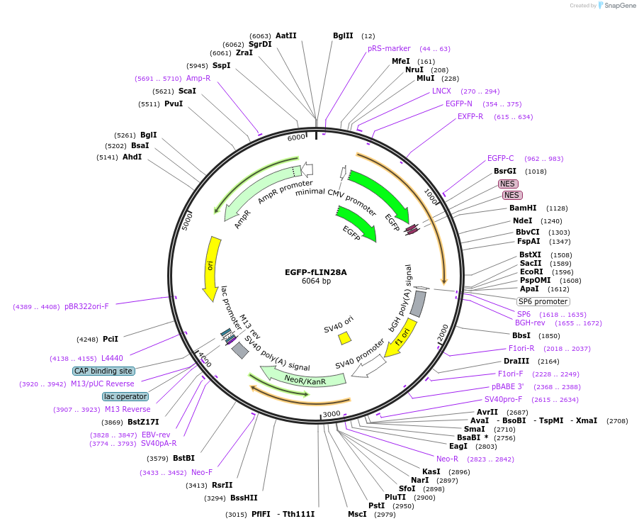 238911-plasmid-map-sequence-id-478593