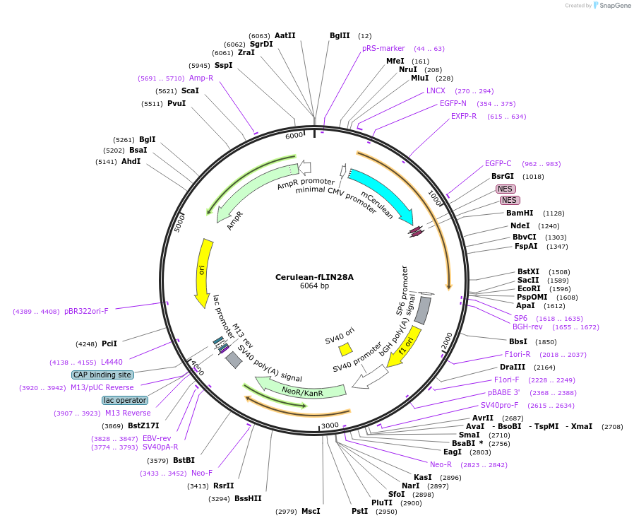 238912-plasmid-map-sequence-id-478595