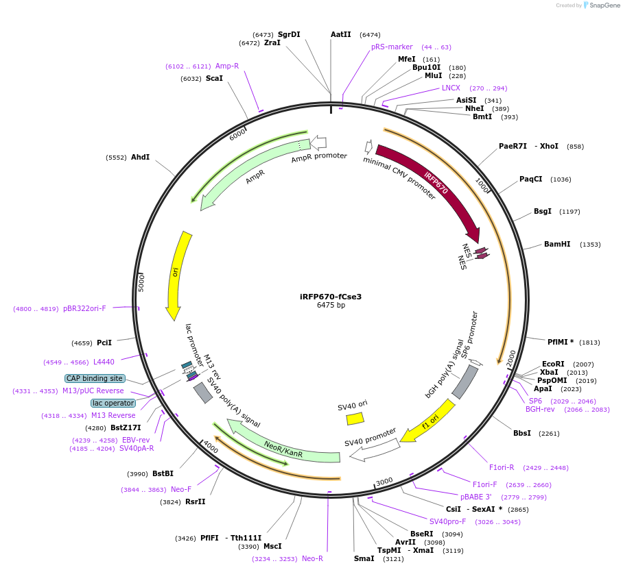 238914-plasmid-map-sequence-id-478602