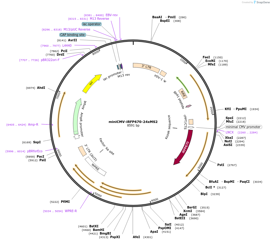 238915-plasmid-map-sequence-id-478603