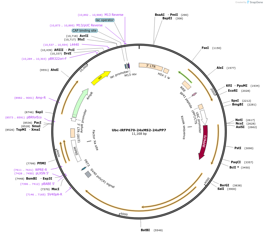 238916-plasmid-map-sequence-id-478605