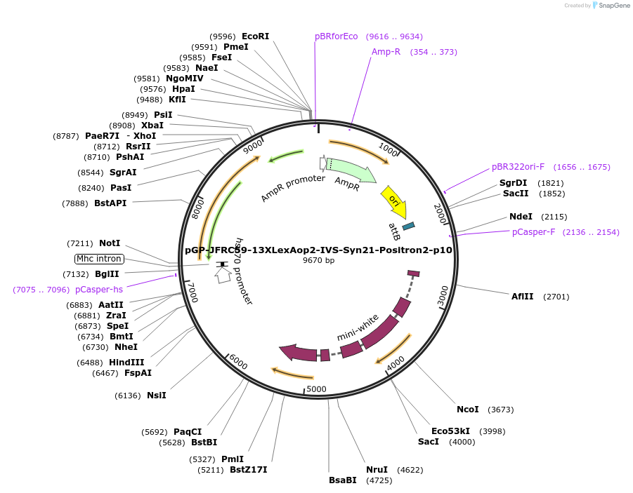 239081-plasmid-map-sequence-id-478623
