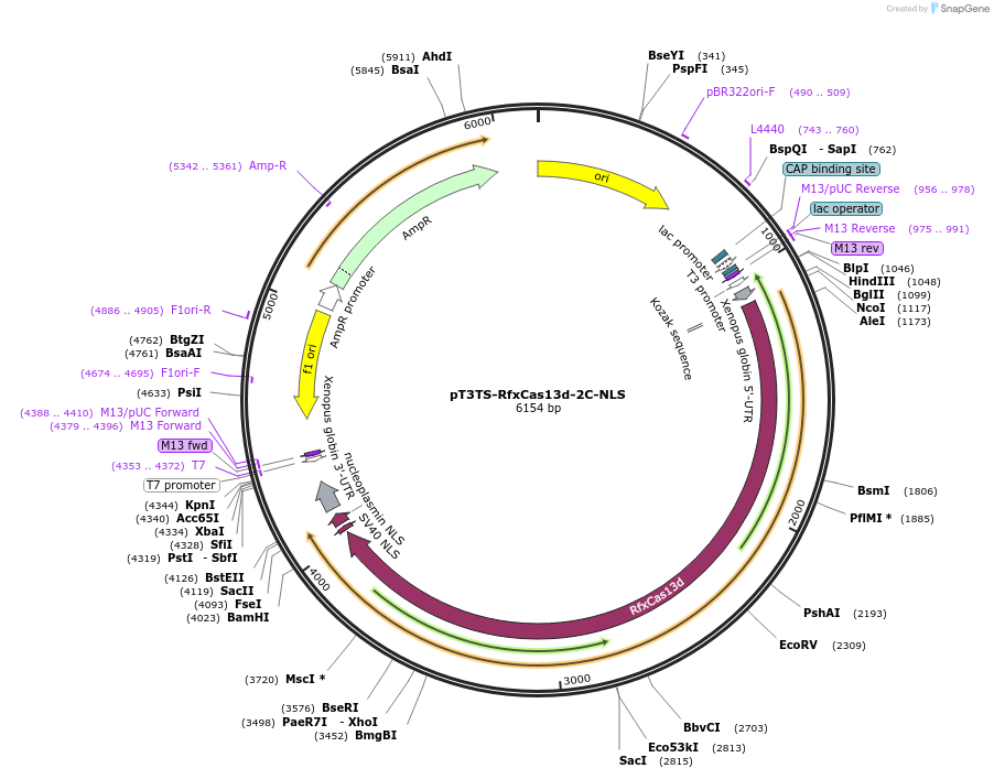 239816-plasmid-map-sequence-id-478624