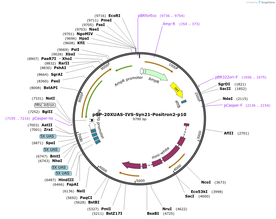 239082-plasmid-map-sequence-id-478625