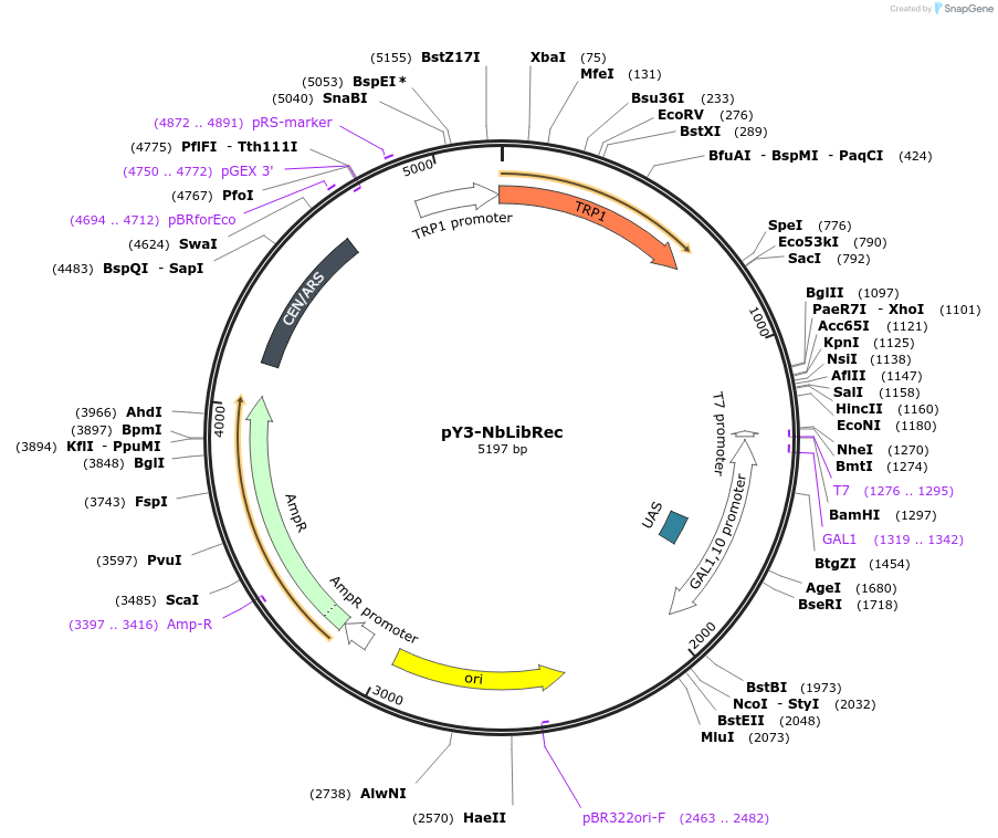 233522-plasmid-map-sequence-id-478644