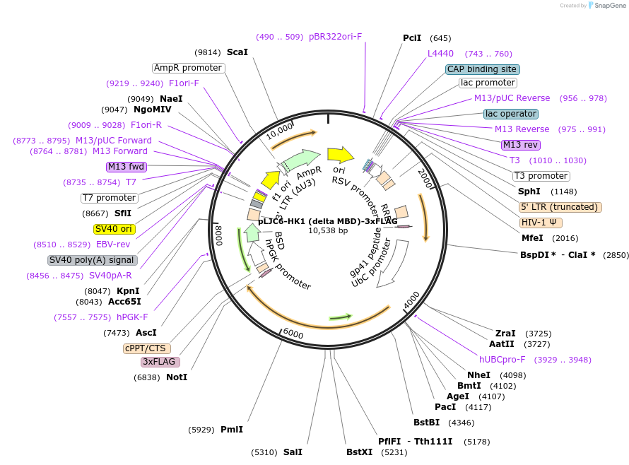239253-plasmid-map-sequence-id-478664