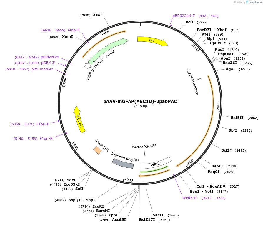 234547-plasmid-map-sequence-id-478667