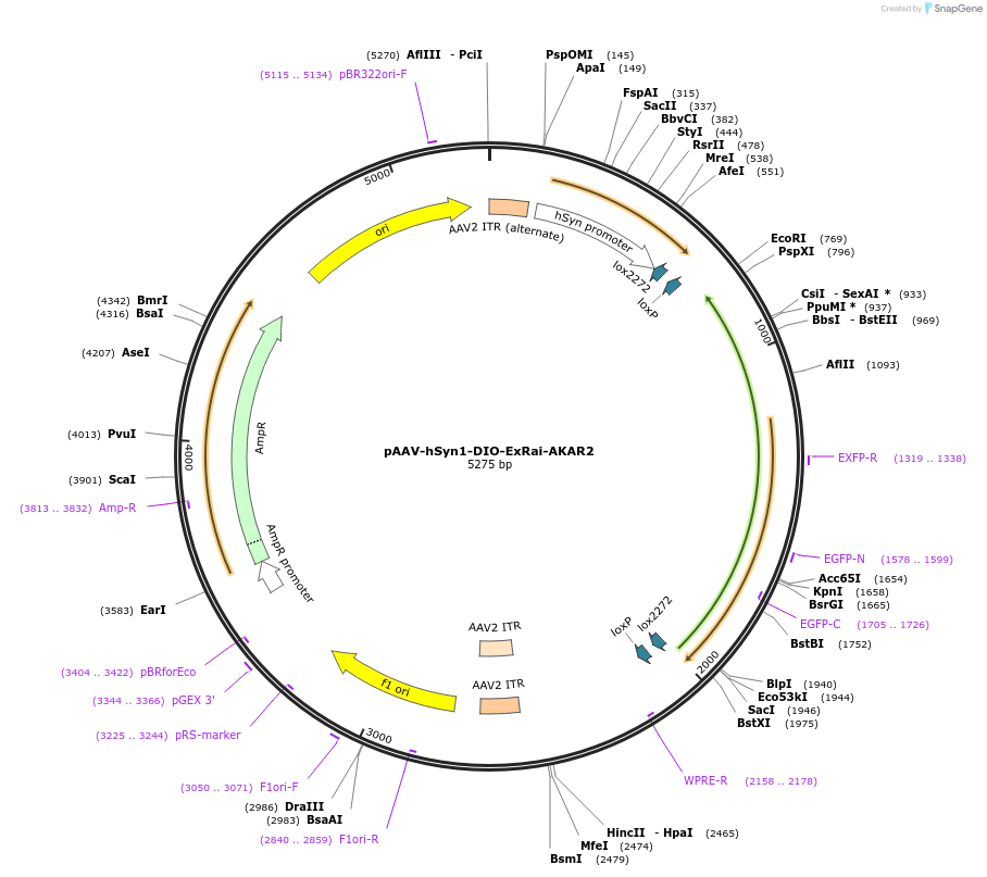 171846-plasmid-map-sequence-id-478672