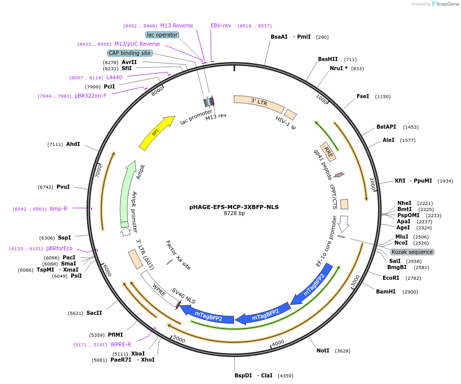 236372-plasmid-map-sequence-id-478680