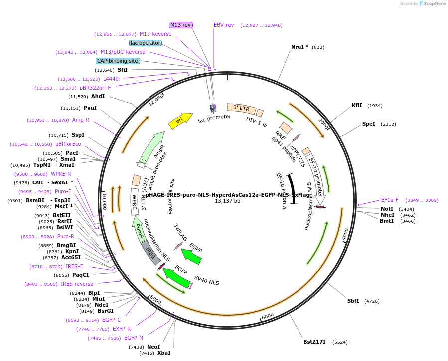 236362-plasmid-map-sequence-id-478687