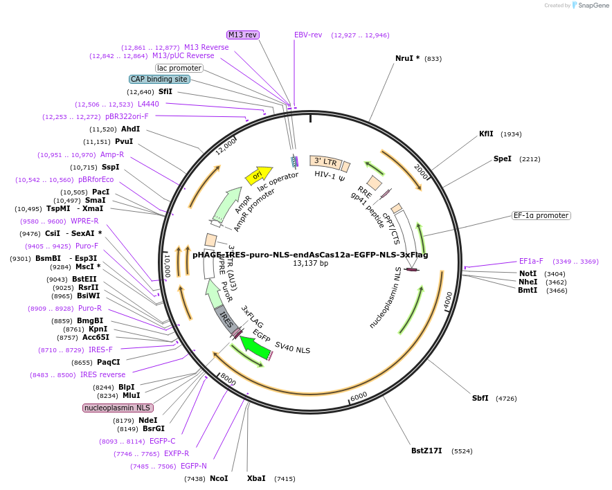236363-plasmid-map-sequence-id-478689
