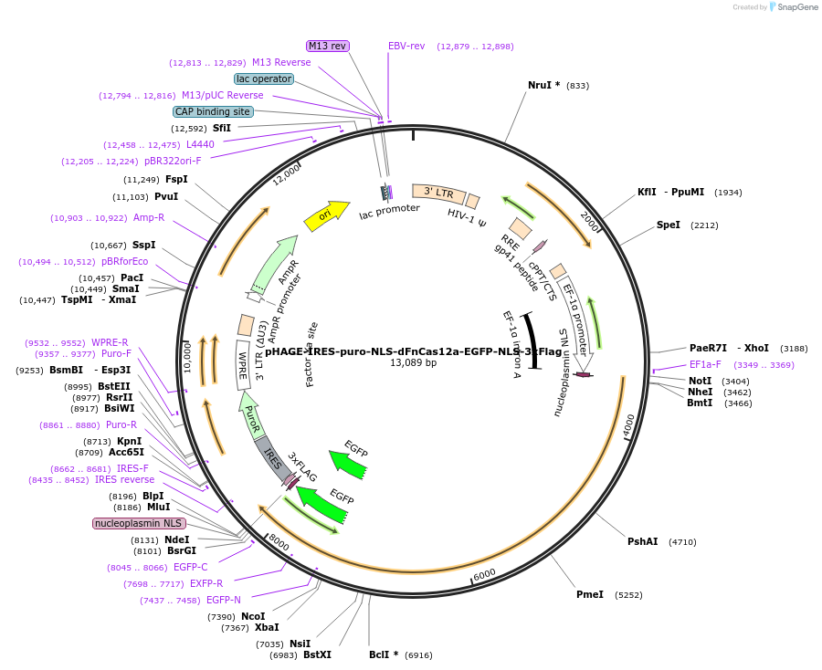 236375-plasmid-map-sequence-id-478691