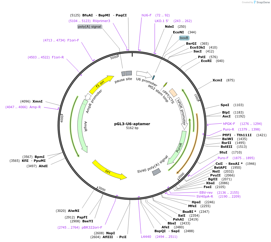 236373-plasmid-map-sequence-id-478692