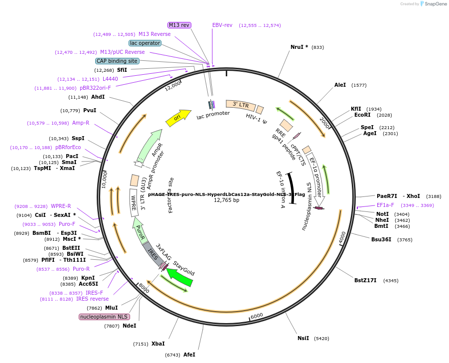236368-plasmid-map-sequence-id-478695