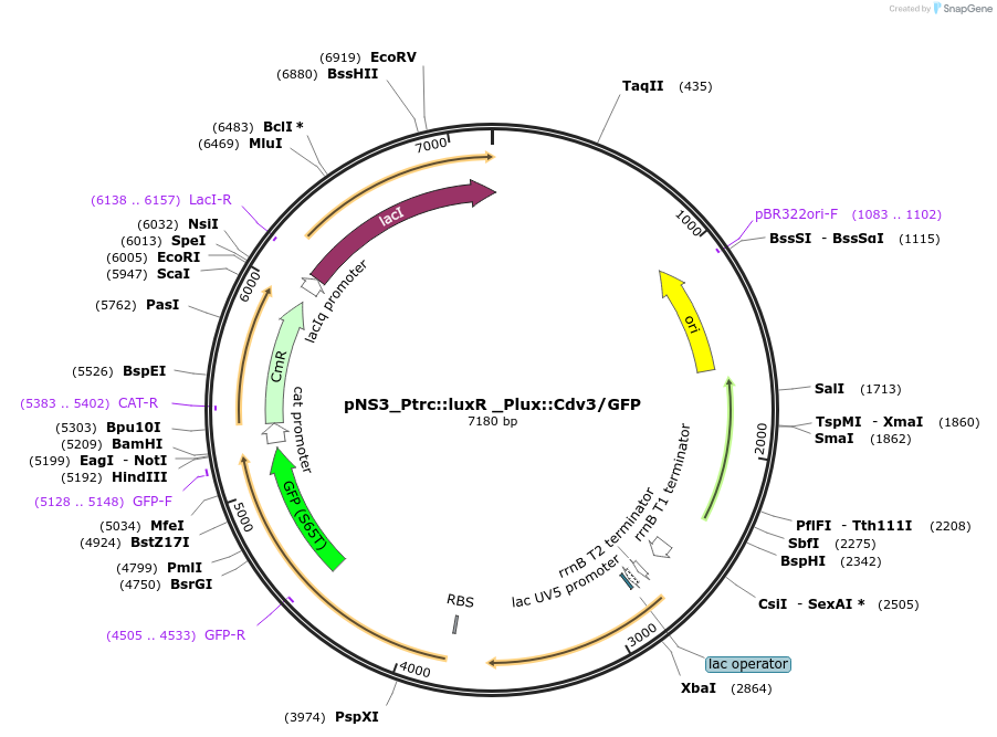 239009-plasmid-map-sequence-id-478697