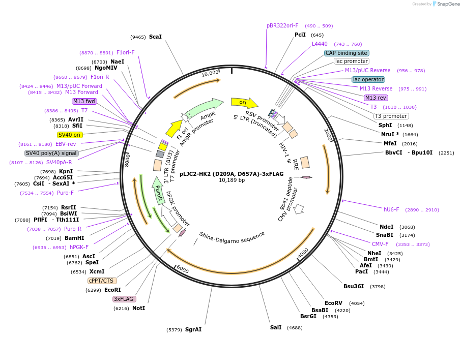 239244-plasmid-map-sequence-id-478698