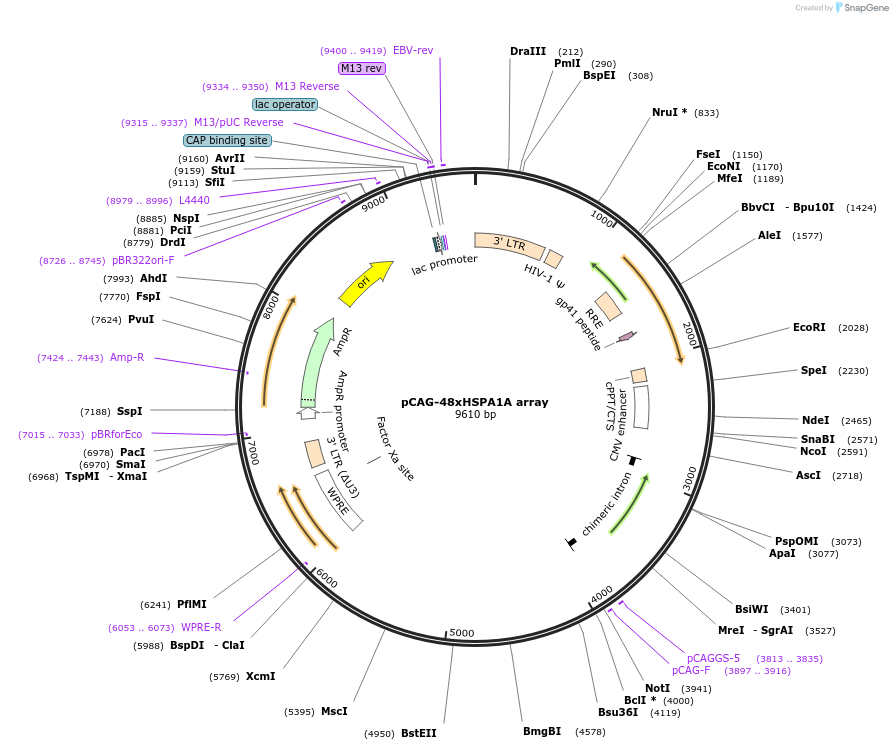 236377-plasmid-map-sequence-id-478699